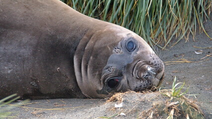 Close up of a weanling southern elephant seal (Mirounga leonina) in Gold Harbor, South Georgia Islands