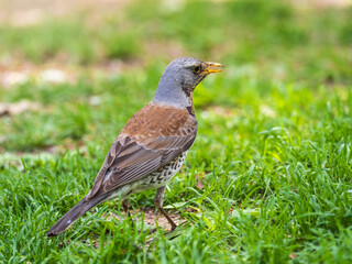 Wood bird Fieldfare, Turdus pilaris, on a sprng lawn.