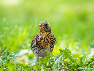 Wood bird Fieldfare, Turdus pilaris, on a sprng lawn.