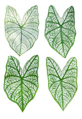 Isolated colorful caladium leaves on white background.