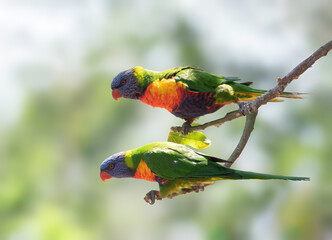 Rainbow Lorikeets perched on a tree in Australia