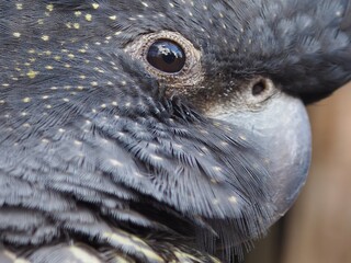 A closeup image of a charismatic female Red-tailed Black Cockatoo.
