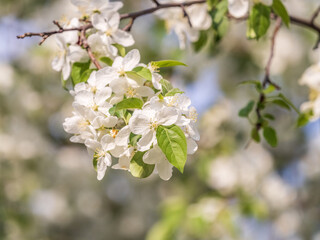 White blossoming apple trees. White apple tree flowers
