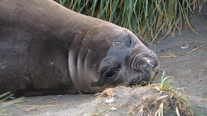 Close up of a weanling southern elephant seal (Mirounga leonina) in Gold Harbor, South Georgia Islands
