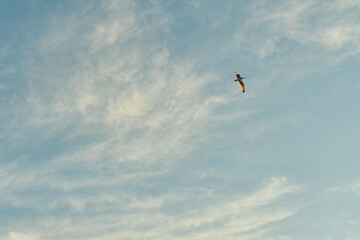 A seagull flying high in the sky. 