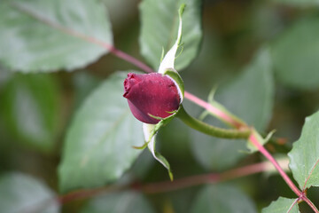 Red Rose in the stem