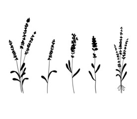 Set of lavender flowers silhouette. Collection of wildflower plants and bouquet of lavender branches. Vector illustration isolated on white background