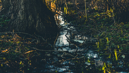 small rivulet near big tree