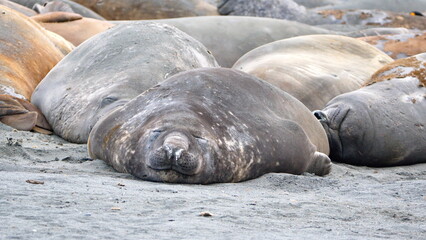 Southern elephant seal (Mirounga leonina) colony in Gold Harbor, South Georgia Islands