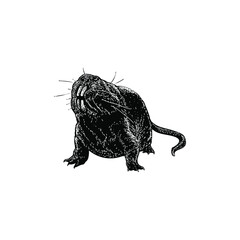 naked mole rat illustration isolated on background