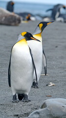 King penguins (Aptenodytes patagonicus) on the beach in Gold Harbor, South Georgia Islands