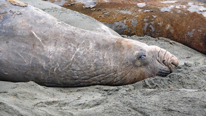 Male southern elephant seal (Mirounga leonina) in a colony in Gold Harbor, South Georgia Islands