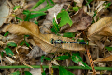 Seeing up close a dragonfly
