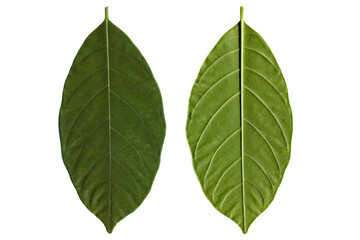 green Artocarpus heterophyllus leaf isolated on white background, Clipping path