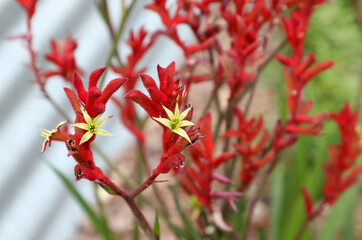 Beautiful red and yellow kangaroo paw native flowers in Queensland Australia