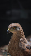 red tailed hawk