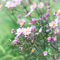 Obraz premium Nature background with spring flowers. Selective and soft focus.
