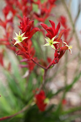 Beautiful red and yellow kangaroo paw native flowers in Queensland Australia