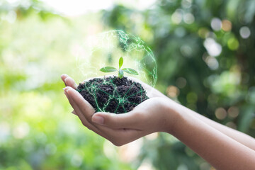 Ecology and environmental concept, hands protecting the earth of green trees, girl holding a small tree to prepare for planting on the ground.