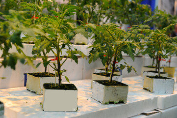 tomato seedling waiting to be planted in the solarium.