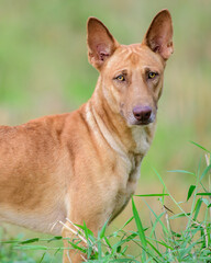 Fototapeta premium Ridgeback dog facial expressions. Standing with ears up and looking at the camera.
