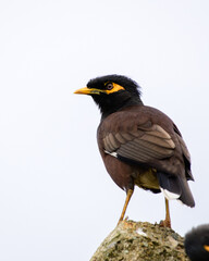 Common myna (Acridotheres tristis) perch close-up shot, view from the back