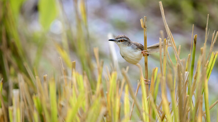 Beautiful Plain Prinia bird foraging in the paddy field, holding onto a paddy straw.