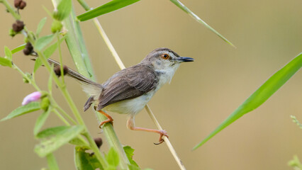 Plain Prinia as known as white-browed wren-warbler perched on a grass reed,