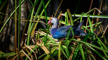 Gray-headed swamphen resting on the reeds nest. egg laying water bird in Diyasaru park, Colombo.