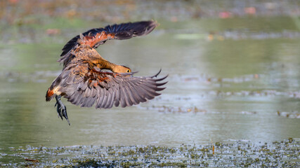 Lesser whistling duck landing on to the swamp. Photographed in Diyasaru Park, Thalawathugoda.