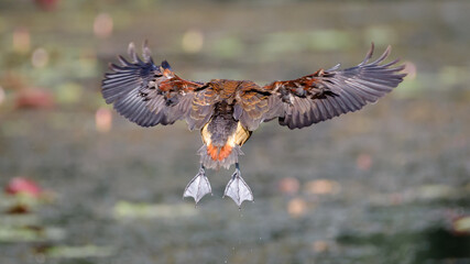 Lesser whistling teal in-flight, full wingspan display from behind the bird. landing on to the...