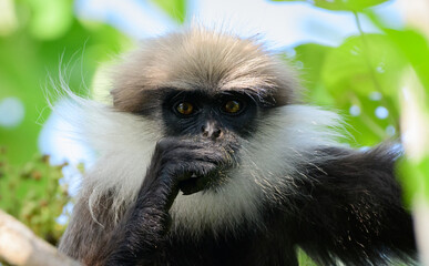 Western purple-faced langur (trachypithecus vetulus nestor) looking at the camera, close-up portrait photograph, lives in the wet zone in Colombo. endangered monkey endemic to Sri Lanka.