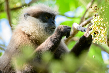 Hungry purple-faced langur monkey eats wild fruits close-up photograph. Endangered specie endemic to Sri Lanka,