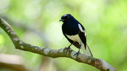 Oriental magpie robin perched on a tree branch against a green natural background,