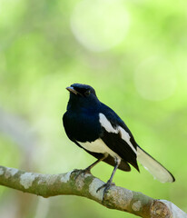 Beautiful Oriental magpie-robin bird (Copsychus saularis) perched on a tree branch, close up portraiture photographs.
