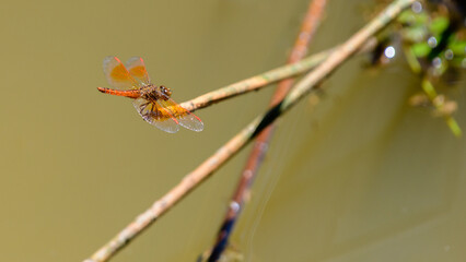 Ditch Jewel dragonfly sitting on the edge of the stick over the water stream.