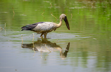 Asian openbill stork stands still in the shallow water stream, waiting patiently for fish. stork...
