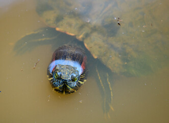 The red-eared slider (Trachemys scripta elegans) peeking its head out from the water surface of the...