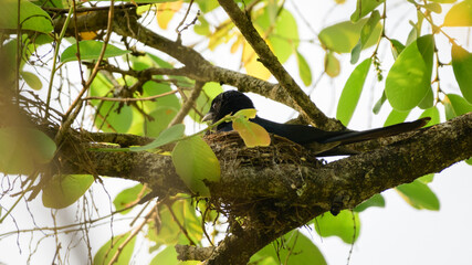 Fork-tailed drongo bird nesting, the nest is hidden inside the foliage.