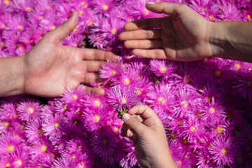 Parents and kid hands together at pink asters flowers. Top view. Family day. Concept of unity, support, protection and happiness. Family hands.