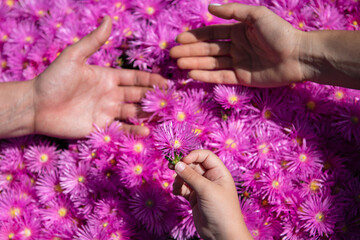 Fototapeta premium Parents and kid hands together at pink asters flowers. Top view. Family day. Concept of unity, support, protection and happiness. Family hands.
