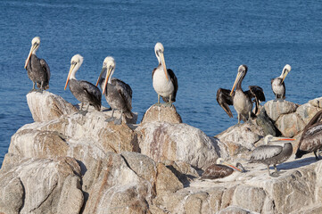 Group of pelicans sunbathing on rocks