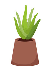 aloe vera in pot