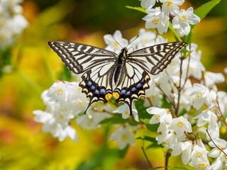 アゲハチョウの吸蜜