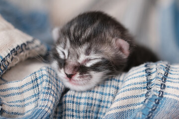 Beautiful newborn Maine Coon kittens with closed eyes. Cute pet blind kids.