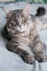 Fototapeta na wymiar A beautiful Maine Coon cat lies in a blanket. Cute pet cat with long hair..