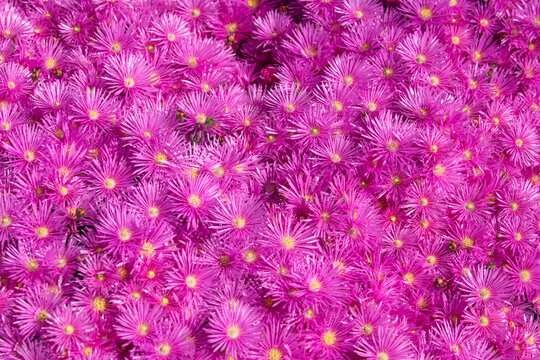 Pink asters in the garden, pink daisies texture. Violet chamomile background.