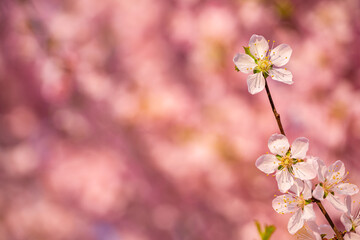 Spring flowers bloom in April