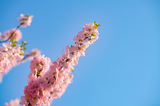 Spring flowers bloom in April