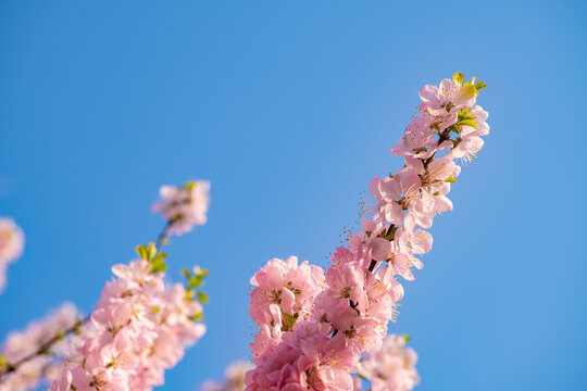 Spring flowers bloom in April